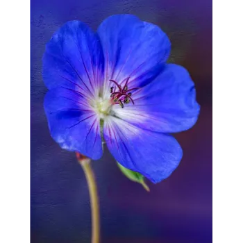 Purple Cut Flowers